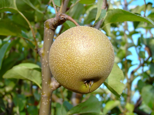 Pyrus pyrifolia 'Hosui' - Nashi