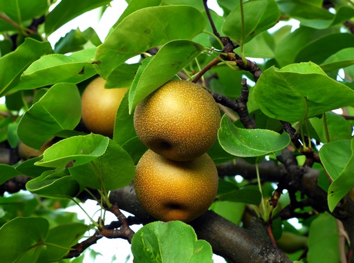 Pyrus pyrifolia 'Korean Giant' - Nashi