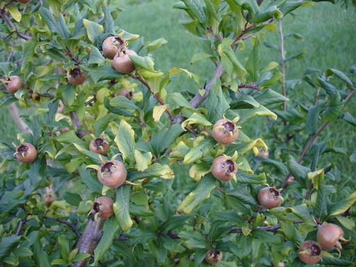 Mespilus germanica var. apyrena - Mispel