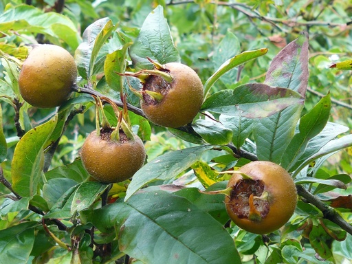 Mespilus germanica 'Berlaar' - Mispel