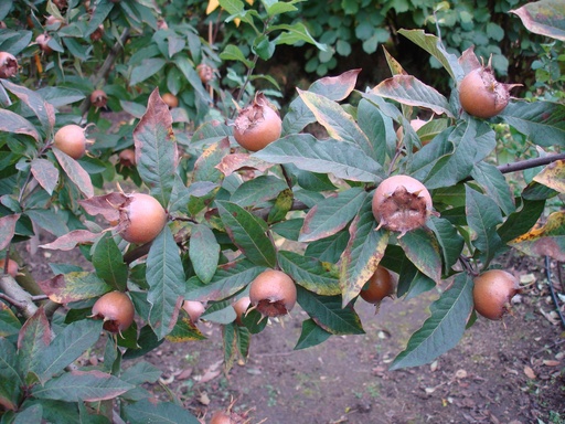 Mespilus germanica 'Délice des Vannes' - Medlar