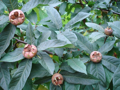 Mespilus germanica 'Süssmispel' - Medlar