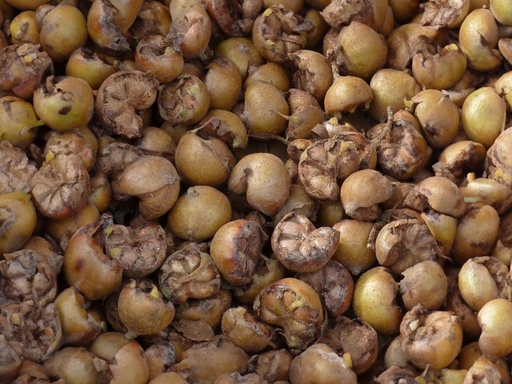 Mespilus germanica 'Bredase Reus' - Néflier